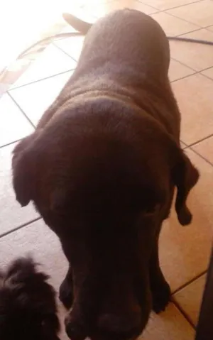 Cachorro raça Labradora idade 6 ou mais anos nome Pandora