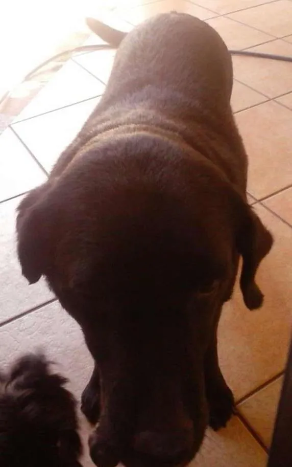 Cachorro ra a Labradora idade 6 ou mais anos nome Pandora