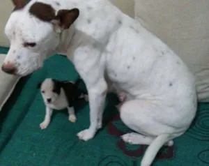 Cachorro raça Mestiço idade Abaixo de 2 meses nome Nao tem