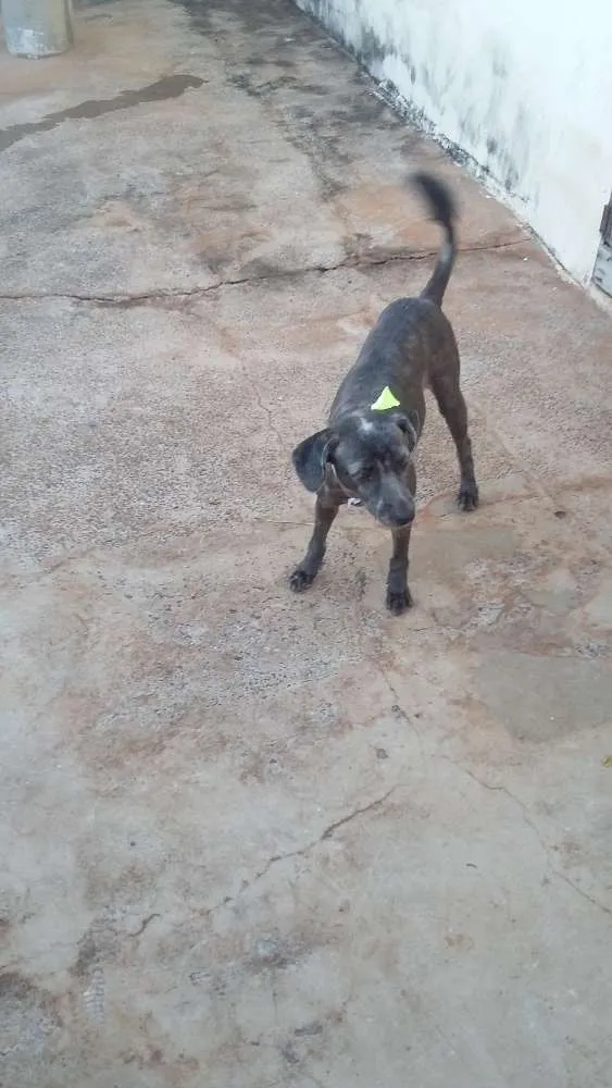 Cachorro ra a SEM RAÇA DEFINIDA idade 2 anos nome NEGA