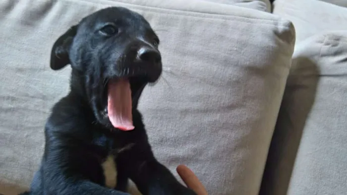 Cachorro ra a SRD idade Abaixo de 2 meses nome Branco