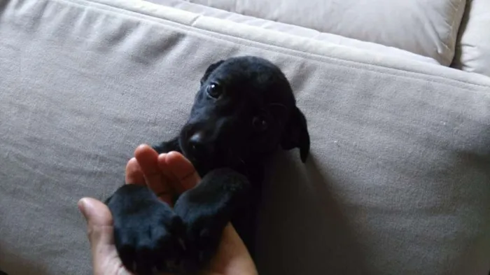 Cachorro ra a SRD idade Abaixo de 2 meses nome Branco