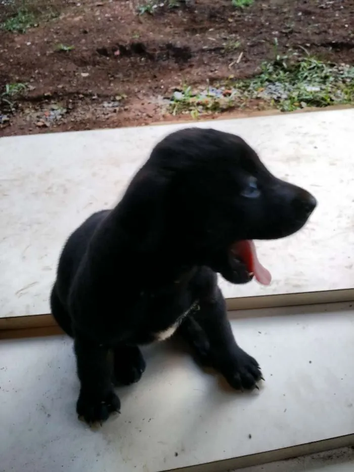 Cachorro ra a SRD idade Abaixo de 2 meses nome Branco