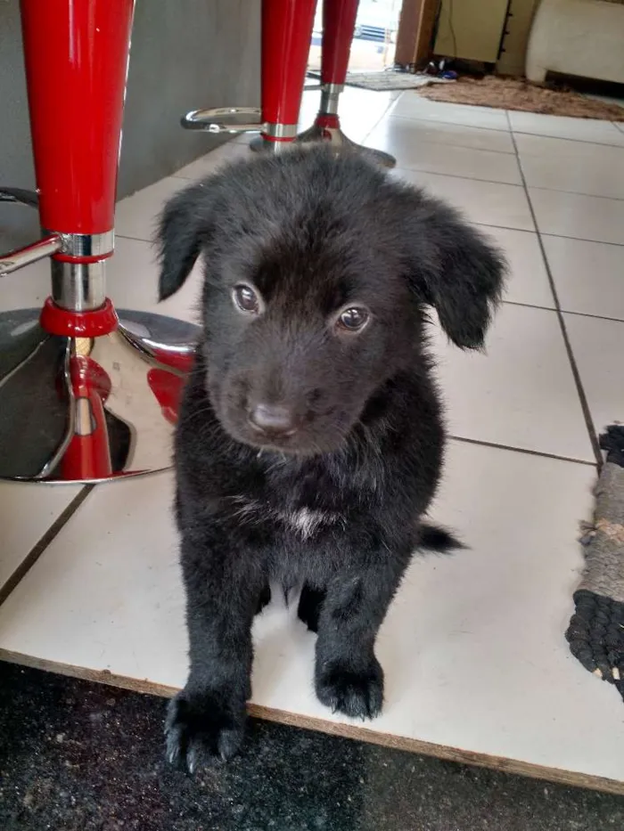 Cachorro ra a SRD idade Abaixo de 2 meses nome Pudim