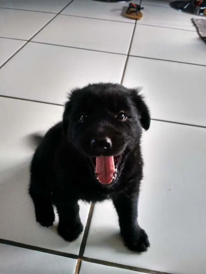 Cachorro ra a SRD idade Abaixo de 2 meses nome Pudim