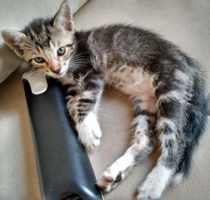 Gato raça SRD idade 2 a 6 meses nome Pirulito
