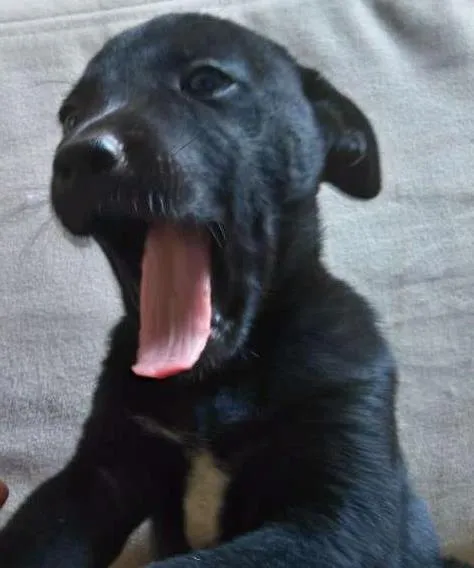 Cachorro ra a SRD idade Abaixo de 2 meses nome Branco