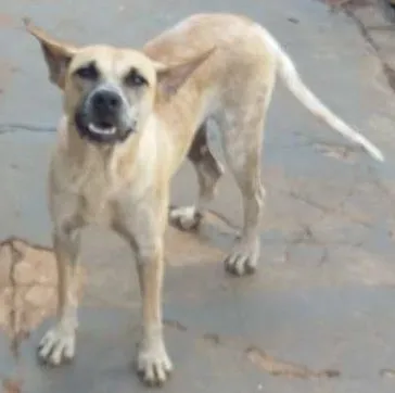 Cachorro ra a VIRA LATA idade 3 anos nome Flor