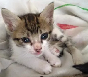 Gato raça Vira-lata  idade 2 a 6 meses nome Sem nome 