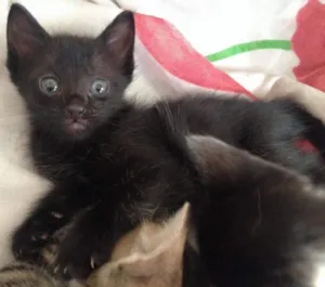 Gato raça Vira-lata  idade 2 a 6 meses nome Neguinha