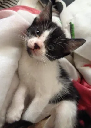 Gato raça Vira-lata  idade 2 a 6 meses nome Vaquinha 
