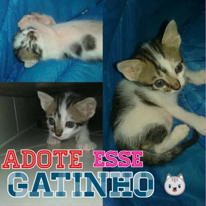 Gato ra a  idade Abaixo de 2 meses nome Biscoito