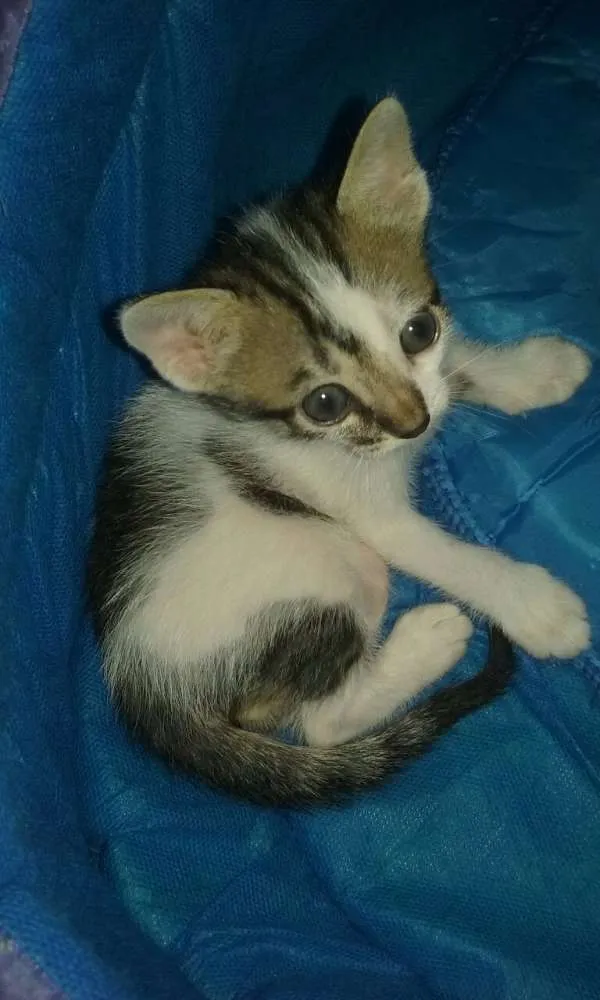 Gato ra a  idade Abaixo de 2 meses nome Biscoito