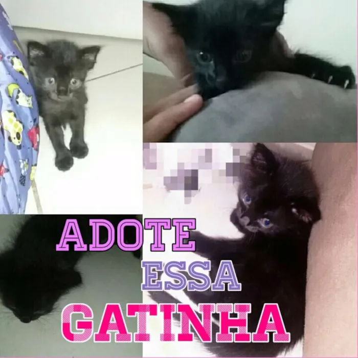 Gato ra a  idade Abaixo de 2 meses nome Pândora