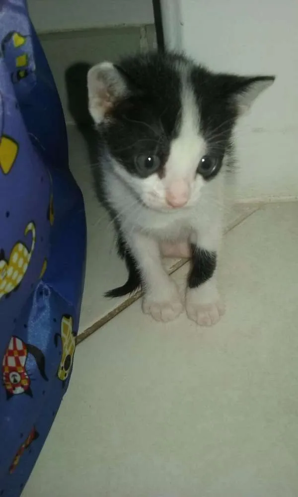 Gato ra a  idade Abaixo de 2 meses nome Boneca