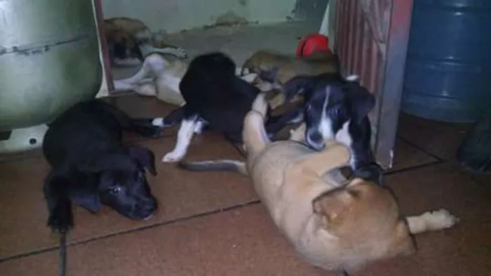 Cachorro raça Raça comum idade 2 a 6 meses nome Sem nome