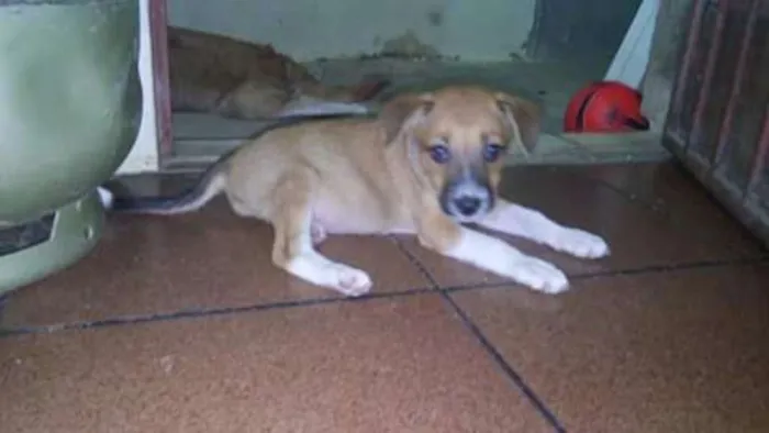 Cachorro raça Raça comum idade 2 a 6 meses nome Sem nome