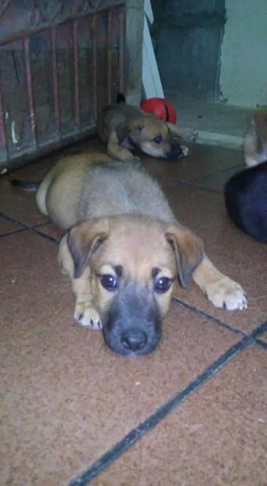 Cachorro raça Raça comum idade 2 a 6 meses nome Sem nome