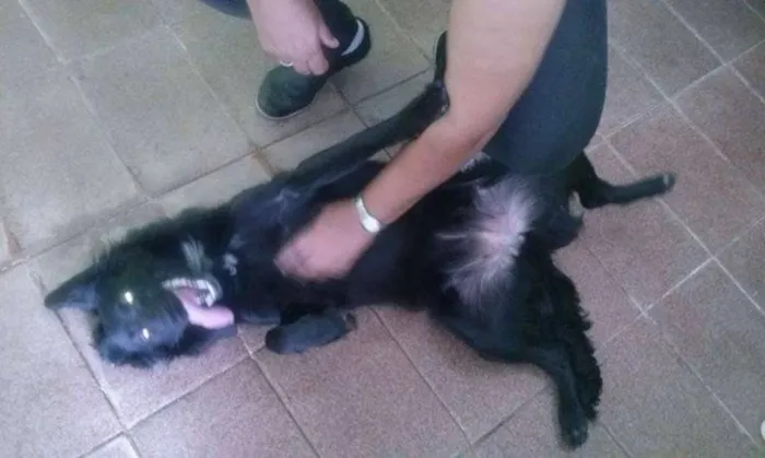 Cachorro ra a não sei a raça idade 7 a 11 meses nome pretinha