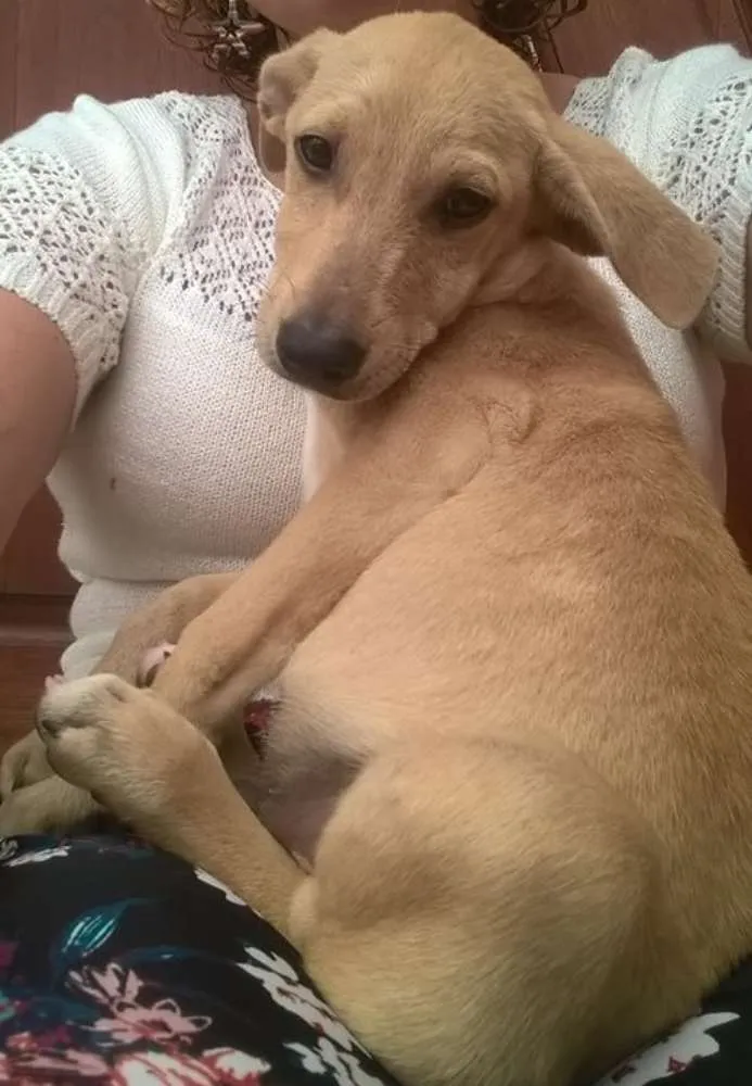 Cachorro ra a srd idade 2 a 6 meses nome Fredy