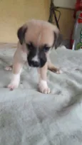 kojak