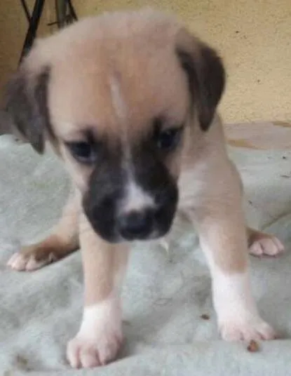 Cachorro ra a SRD idade Abaixo de 2 meses nome kojak