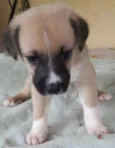 kojak