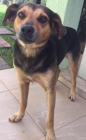 Cachorro raça SRD idade 3 anos nome Biskui