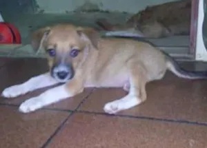 Cachorro raça Raça comum idade 2 a 6 meses nome Sem nome