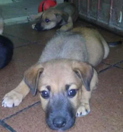 Cachorro raça Raça comum idade 2 a 6 meses nome Sem nome