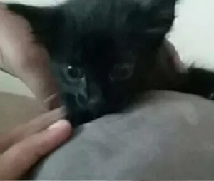 Gato raça  idade Abaixo de 2 meses nome Pândora