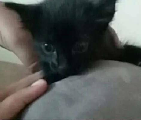 Gato ra a  idade Abaixo de 2 meses nome Pândora