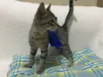 Fofinho