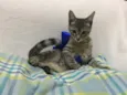 Fofinho
