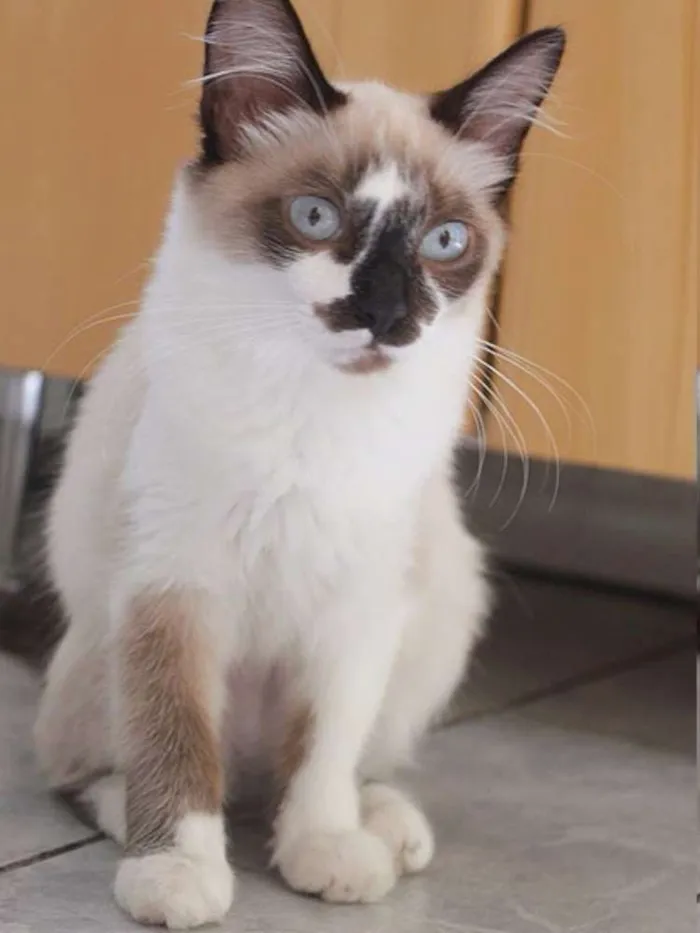 Gato ra a SRD idade 2 a 6 meses nome Mística
