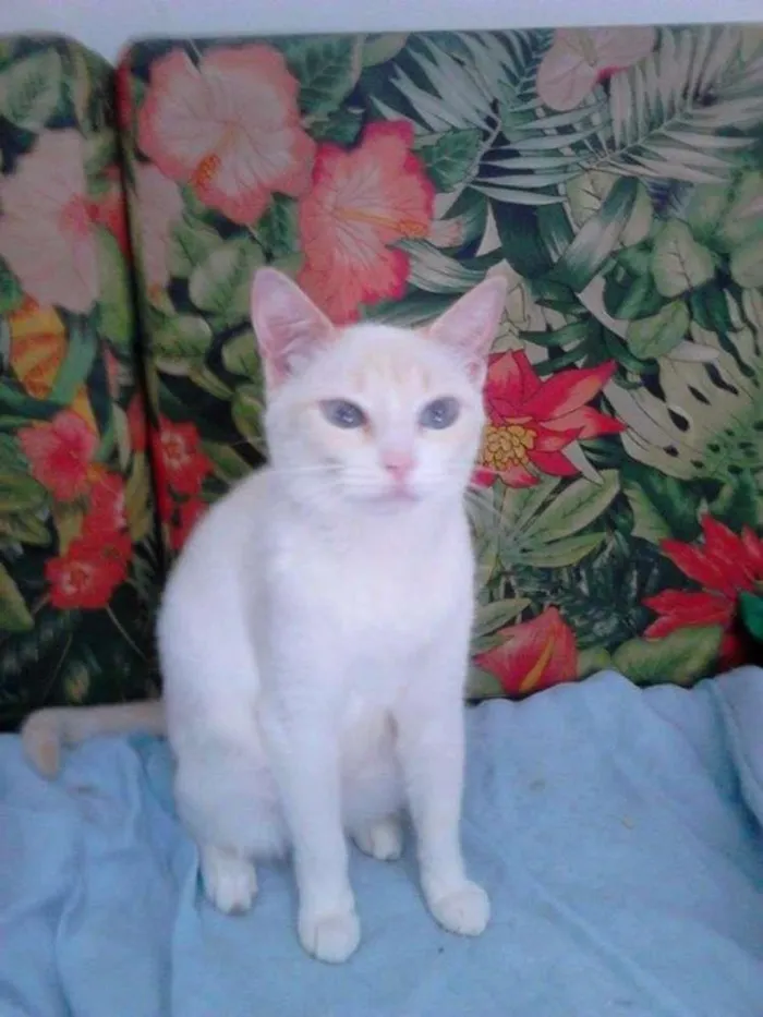 Gato ra a SRD idade 2 a 6 meses nome Charlote