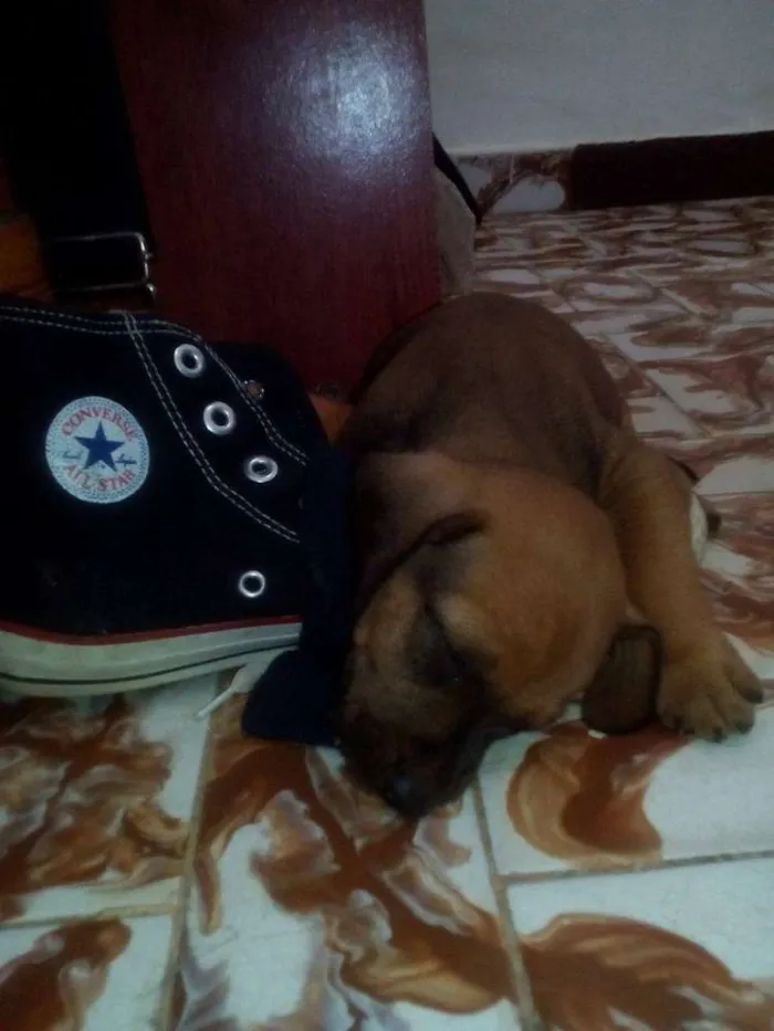 Cachorro raça Basset-Cofap idade Abaixo de 2 meses nome sem nome