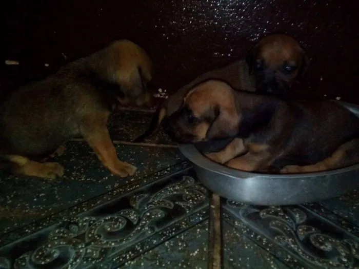 Cachorro raça Basset-Cofap idade Abaixo de 2 meses nome sem nome
