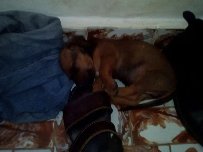 Cachorro raça Basset-Cofap idade Abaixo de 2 meses nome sem nome