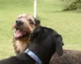 Pelinho