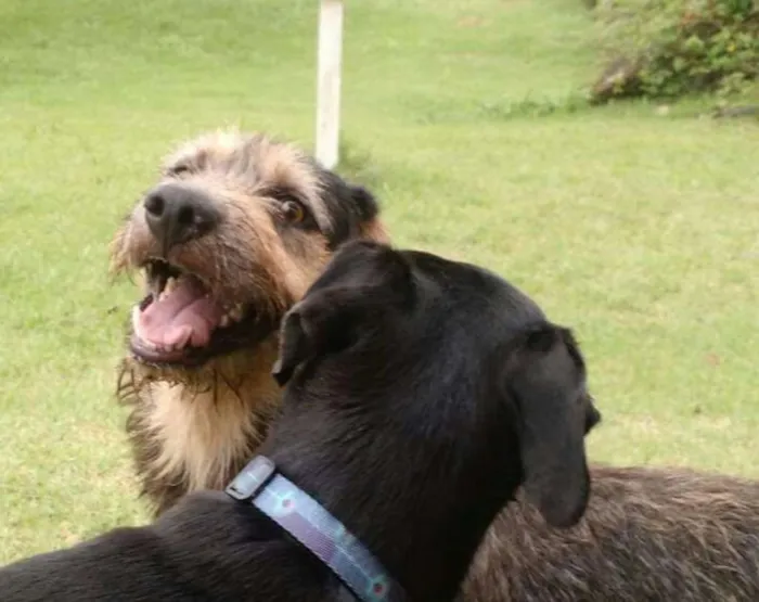 Cachorro ra a SRD idade 1 ano nome Pelinho