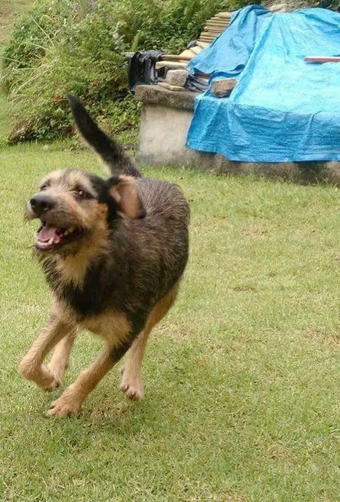 Cachorro ra a SRD idade 1 ano nome Pelinho