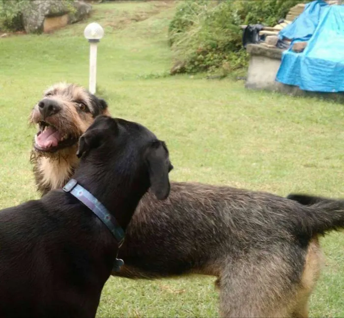 Cachorro ra a SRD idade 1 ano nome Pelinho