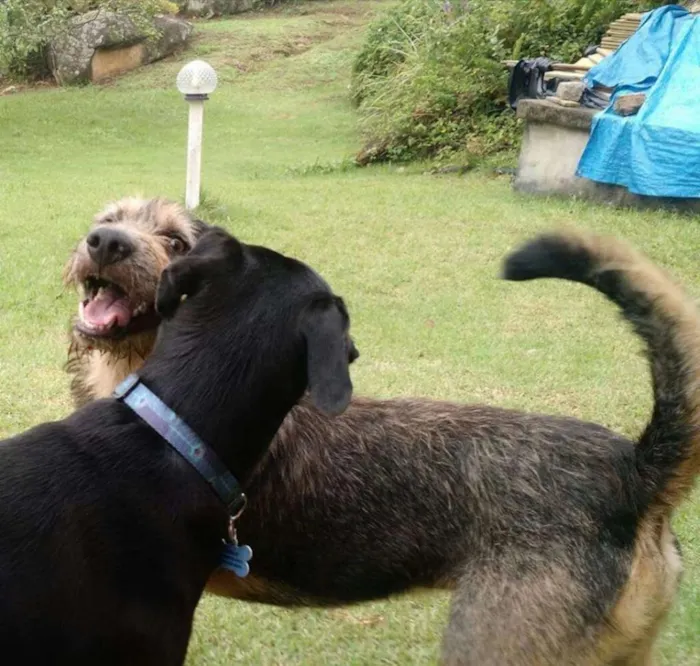 Cachorro ra a SRD idade 1 ano nome Pelinho