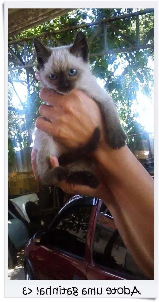 Gato ra a Siamês idade 2 a 6 meses nome Gatinha