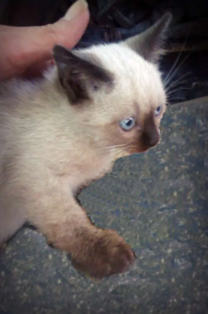 Gato ra a Siamês idade 2 a 6 meses nome Gatinha