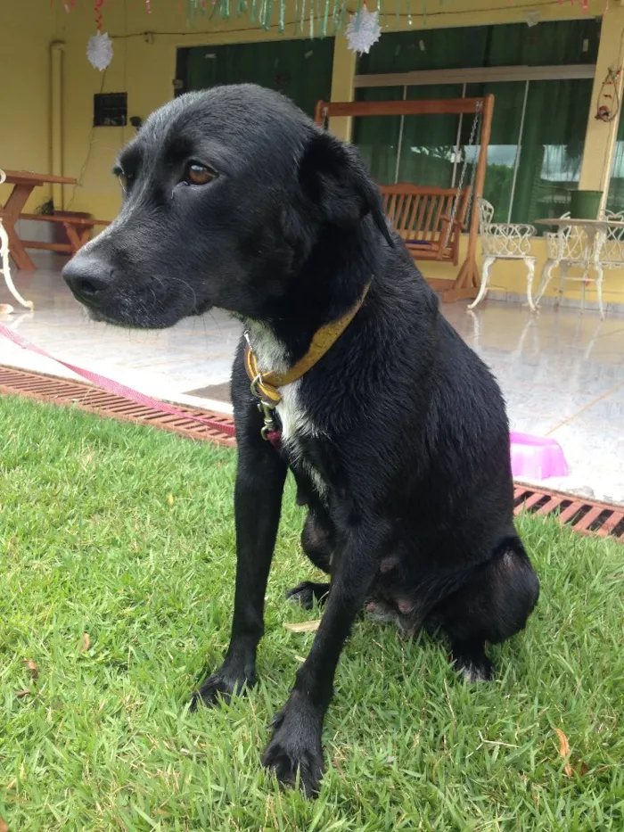 Cachorro ra a Vira lata castrada  idade 4 anos nome Mila