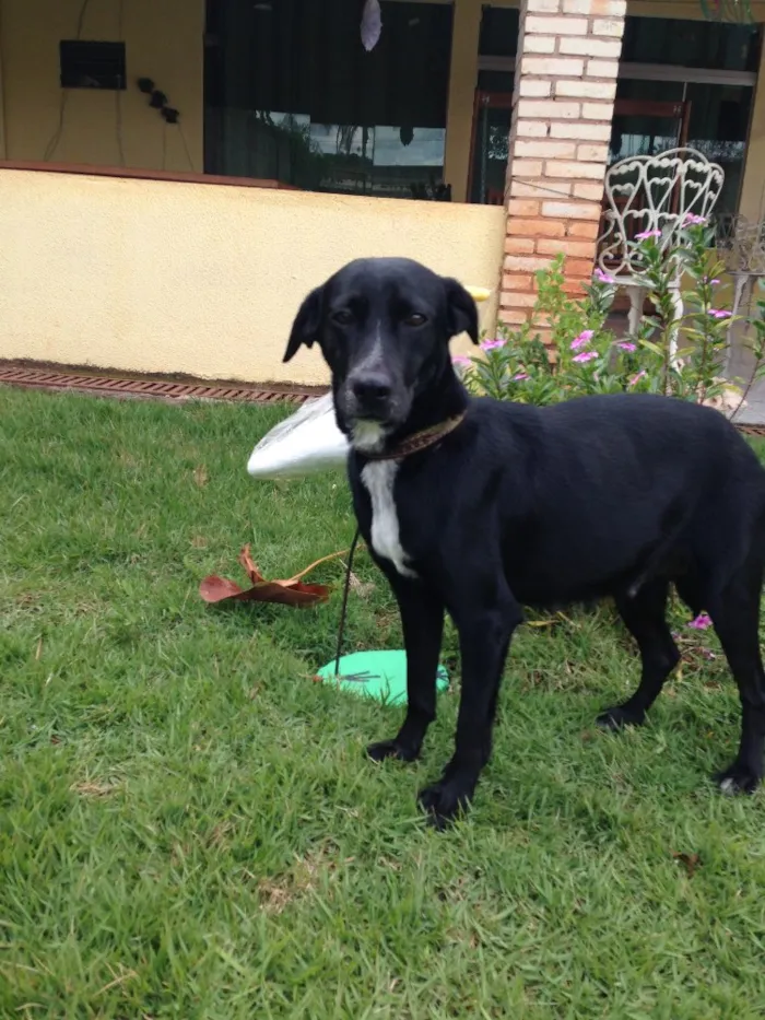 Cachorro ra a Vira lata castrada  idade 4 anos nome Mila