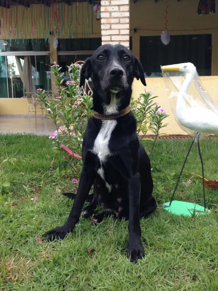Cachorro ra a Vira lata castrada  idade 4 anos nome Mila