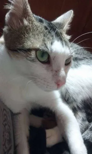 Gato raça vira lata idade 2 anos nome Zuza GRATIFICA